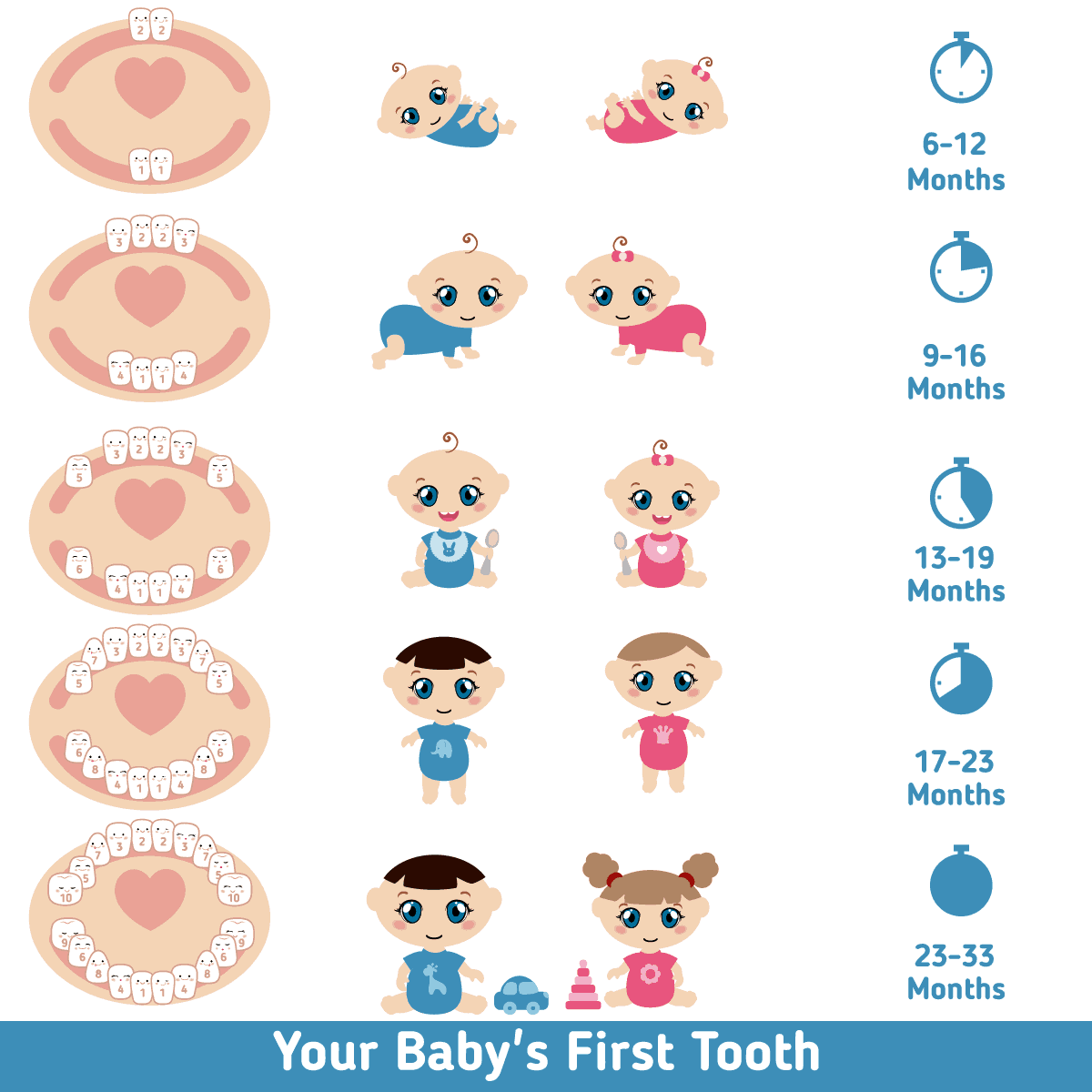 Baby Teething Chart