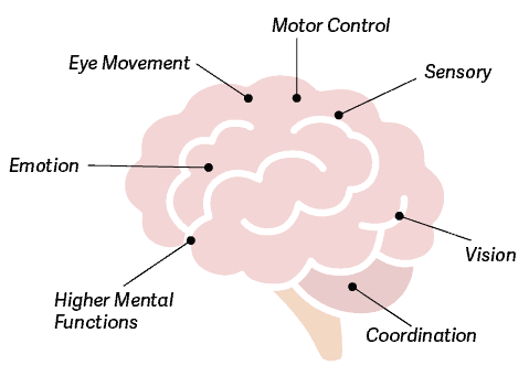 kids brain functions